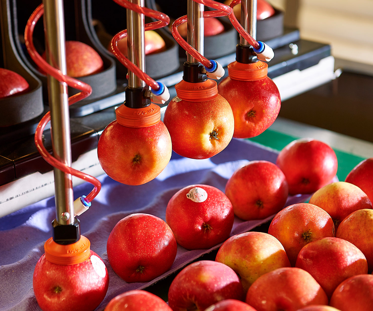 Fruit news. Альвеола для яблок. Ripe Robotics Eve сборщик фруктов. Эффективные предпродажная подготовка яблока. Альвеолы для 4 яблок купить.